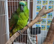 Com reforço na fiscalização, aves silvestres são a classe mais atendida no CAFS de Guarapuava