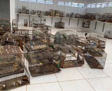 Com reforço na fiscalização, aves silvestres são a classe mais atendida no CAFS de Guarapuava