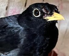 Com reforço na fiscalização, aves silvestres são a classe mais atendida no CAFS de Guarapuava