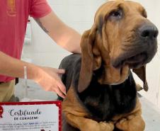 Ação do Corpo de Bombeiros incentiva doação de sangue canino para salvar vidas