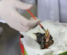 IAT e Unicentro renovam convênio para atendimento à fauna silvestre em Guarapuava