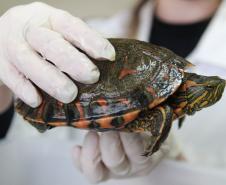 IAT e Unicentro renovam convênio para atendimento à fauna silvestre em Guarapuava