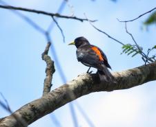 Sabiá-Laranjeira (Turdus rufiventris)