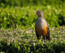 Sabiá-Laranjeira (Turdus rufiventris)