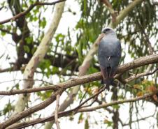 Sovi (Ictinia plumbea)