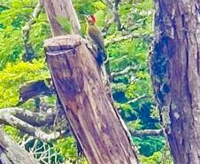 Estudo analisa mudanças na composição da avifauna do campus da UEL