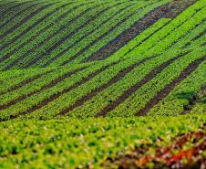 Paraná comemora Dia da Agroecologia como líder nacional em alimentos orgânicos