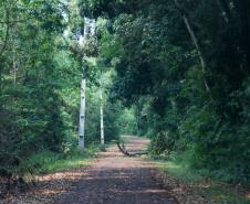 Sabor único, alta produtividade e indicação geográfica diferenciam o mel do Oeste