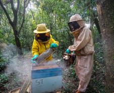 Sabor único, alta produtividade e indicação geográfica diferenciam o mel do Oeste