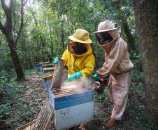 Sabor único, alta produtividade e indicação geográfica diferenciam o mel do Oeste