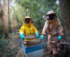 Sabor único, alta produtividade e indicação geográfica diferenciam o mel do Oeste