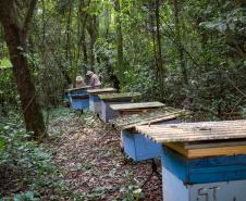 Sabor único, alta produtividade e indicação geográfica diferenciam o mel do Oeste