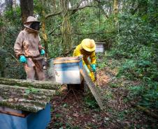 Sabor único, alta produtividade e indicação geográfica diferenciam o mel do Oeste