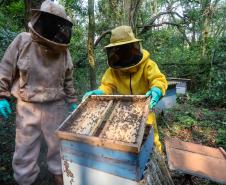 Sabor único, alta produtividade e indicação geográfica diferenciam o mel do Oeste