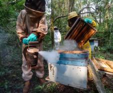 Sabor único, alta produtividade e indicação geográfica diferenciam o mel do Oeste