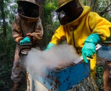 Sabor único, alta produtividade e indicação geográfica diferenciam o mel do Oeste