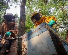 Sabor único, alta produtividade e indicação geográfica diferenciam o mel do Oeste