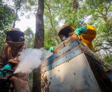 Sabor único, alta produtividade e indicação geográfica diferenciam o mel do Oeste