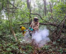 Sabor único, alta produtividade e indicação geográfica diferenciam o mel do Oeste