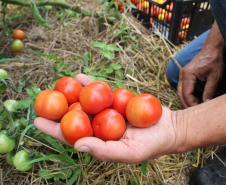 Tecpar orienta população a identificar produtos orgânicos não certificados