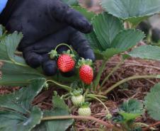 Tecpar orienta população a identificar produtos orgânicos não certificados