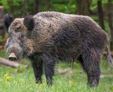 Pesquisador da UEL coordena relatório nacional sobre espécies invasoras na natureza