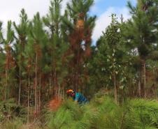 Pesquisador da UEL coordena relatório nacional sobre espécies invasoras na natureza