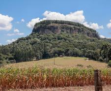 Cervos, araucárias e humanos: a pré-história do Paraná está nas paredes de Piraí do Sul