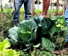 Com foco na produção orgânica, Estado lança aplicativo para auxiliar agricultores