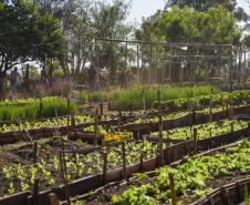 Projeto de extensão da UEM promove cultivo de alimentos para pessoas em recuperação