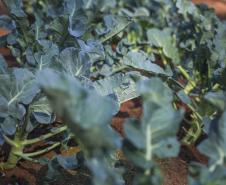 Projeto de extensão da UEM promove cultivo de alimentos para pessoas em recuperação