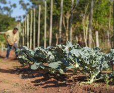 Projeto de extensão da UEM promove cultivo de alimentos para pessoas em recuperação
