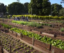 Projeto de extensão da UEM promove cultivo de alimentos para pessoas em recuperação