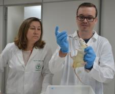 Diabetes: Unicentro desenvolve medicamento oral para substituir injeções