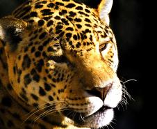 Com 108 novos animais, governo atualiza Lista de Espécies da Fauna Ameaçada