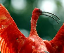 Com 108 novos animais, governo atualiza Lista de Espécies da Fauna Ameaçada