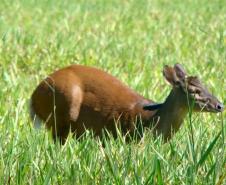 Com 108 novos animais, governo atualiza Lista de Espécies da Fauna Ameaçada