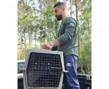 IAT devolve à natureza tamanduá-mirim encontrado por moradores em General Carneiro