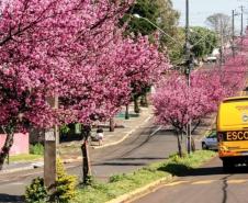 Como Assaí, no interior do Paraná, virou referência global de inovação