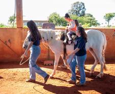Núcleo da UENP responsável por terapia com cavalos atende 105 pessoas em Bandeirantes