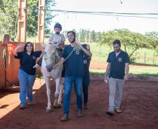 Núcleo da UENP responsável por terapia com cavalos atende 105 pessoas em Bandeirantes