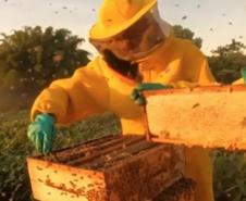 Com apoio do IDR-PR, abelhas produzem mel e aumentam produção de grãos no Noroeste