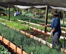 Horta comunitária sob linhas de alta tensão da Copel em Maringá recebe comitiva peruana