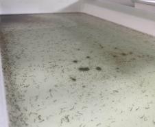 58 milhões de wolbitos devem ajudar Londrina no combate à dengue e arboviroses