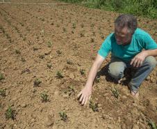 SÃO JOSÉ DOS PINHAIS (BRASIL), 25/10/2024; O produtor de orgânicos Luiz Claudio Ravaglio da Rocha que é certificado pelo TECPAR, Paraná, Brasil.