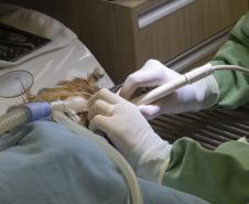 Pioneiro: Tecpar conclui projeto-piloto de acreditação de estabelecimentos veterinários