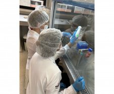 Projeto apoiado pela Fundação Araucária estuda alternativa para produção de colágeno de jumento