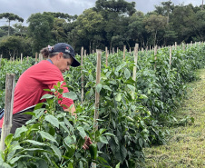 Jornada Empreendedora incentiva agricultura sustentável na região do Miringuava