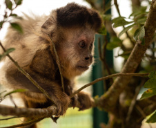  IAT e UEL firmam parceria pela conservação dos macacos-prego