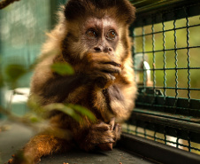  IAT e UEL firmam parceria pela conservação dos macacos-prego